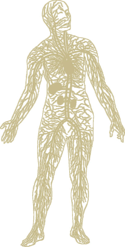 Ein Mensch mit seinen Blutbahnen